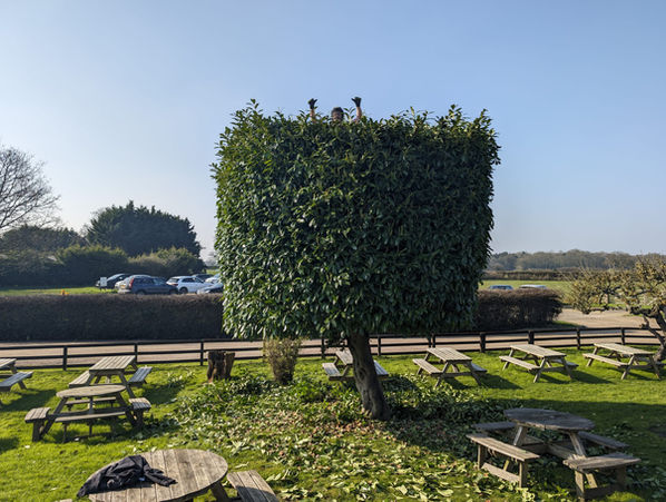 hedge trimmed to look good