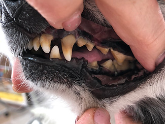 犬歯石取前