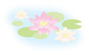 蓮の花