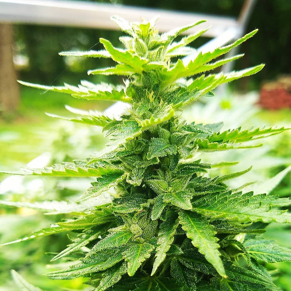 Thumbnail: CHERRY CHEM-TRAIL 10pk