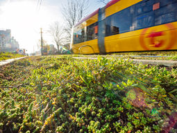 Remont torowiska na Grochowskiej. Tramwaje Warszawskie szykują duże zmiany