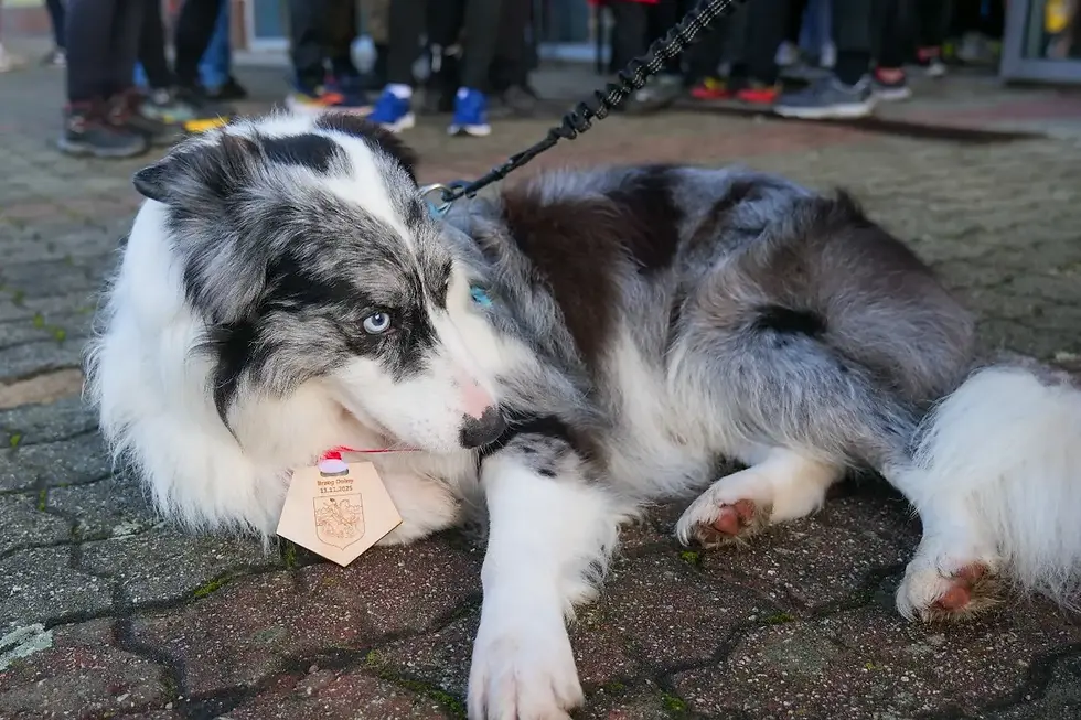 Jeden z psów biorących udział w biegu z nagrodą