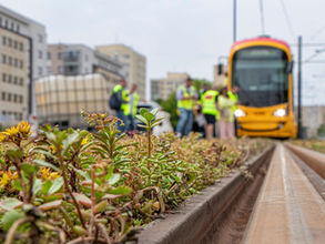 Tramwaje Warszawskie będą miały ponad 50 km zielonych torowisk. Następne odcinki zazielenione