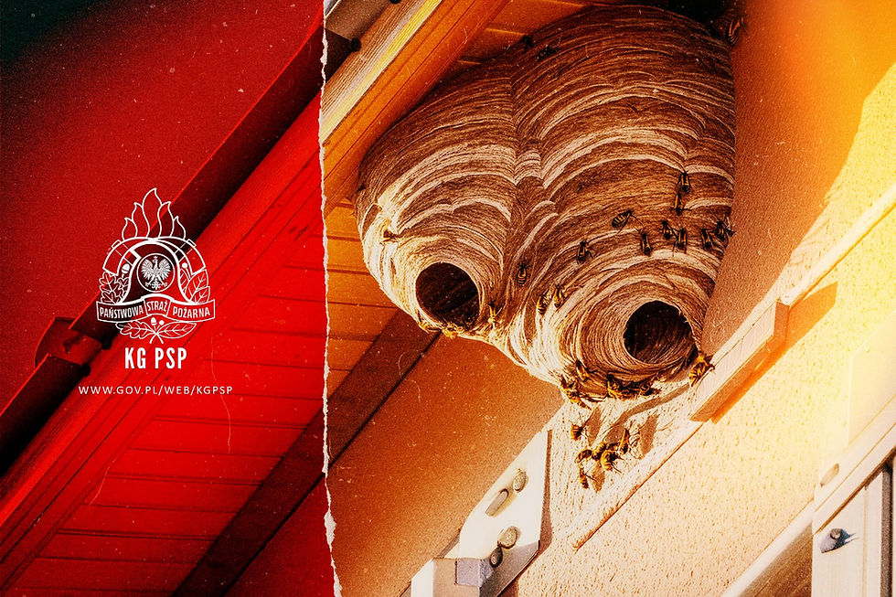 Gniazdo owadów błonkoskrzydłych