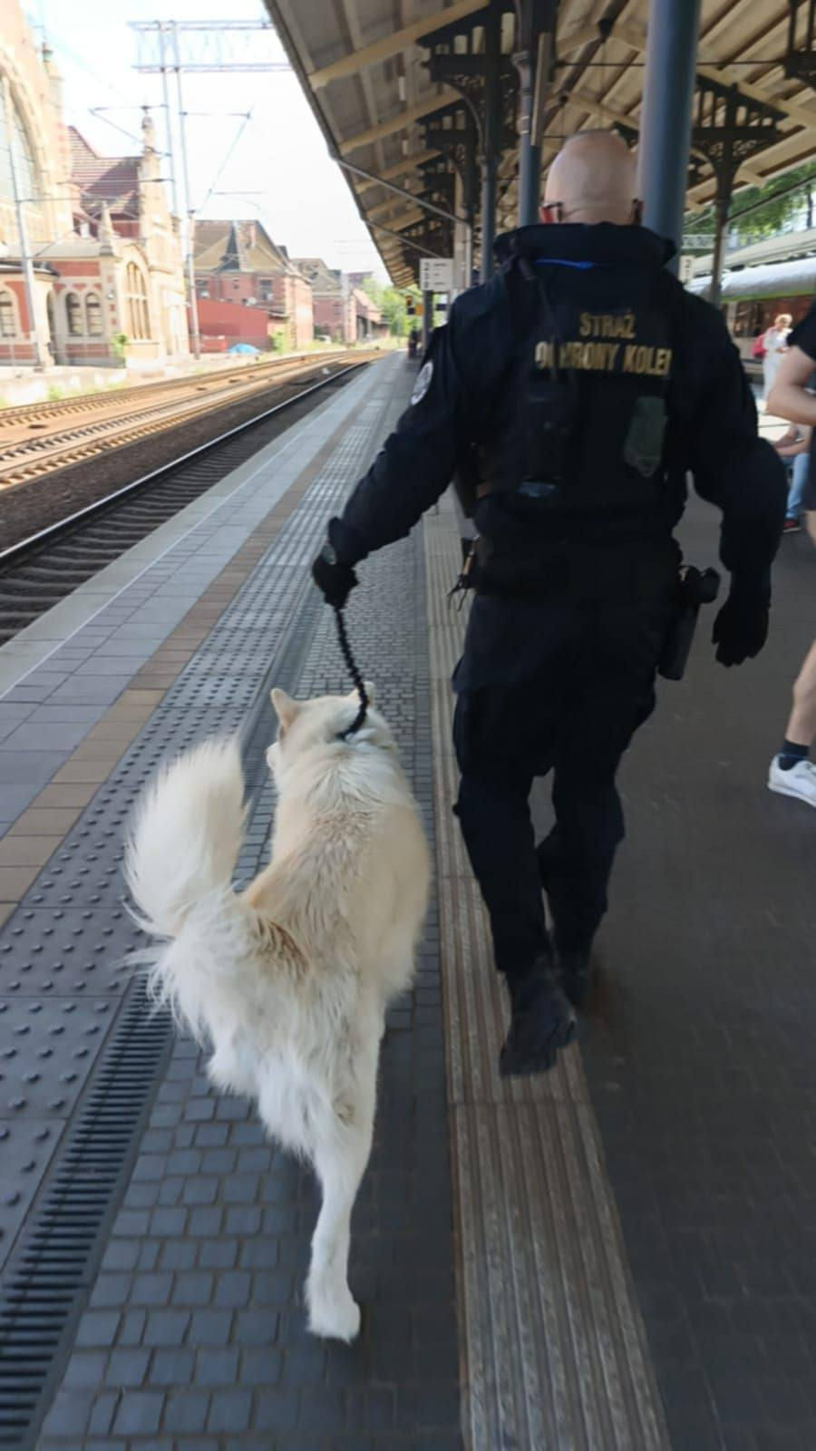 Strażnik Straży Ochrony Kolei prowadzi na smyczy dużą, jasną Akita Japońską po peronie stacji kolejowej.