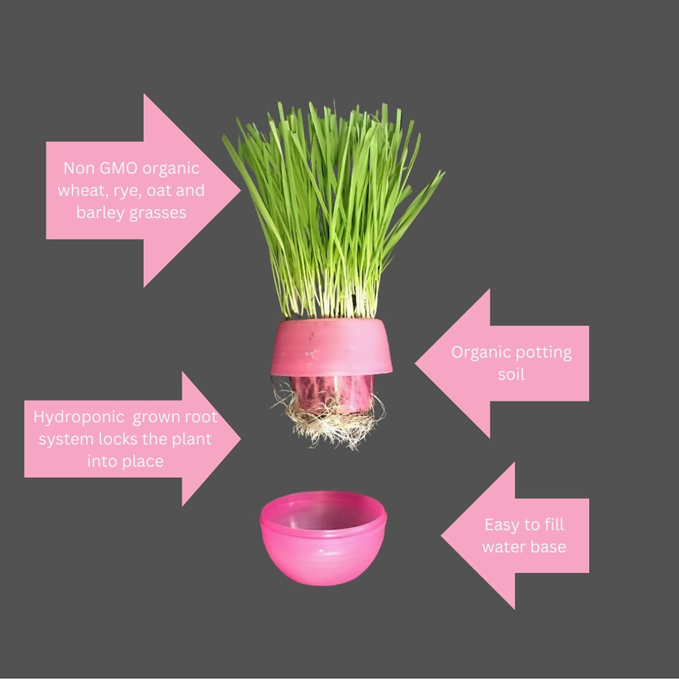 Thumbnail: Cat Grass Garden