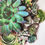 Thumbnail: Succulent Mandala