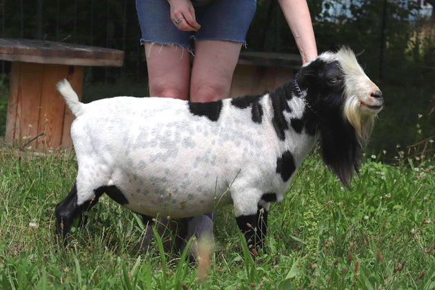 Valley's-Edge Dashboardlight