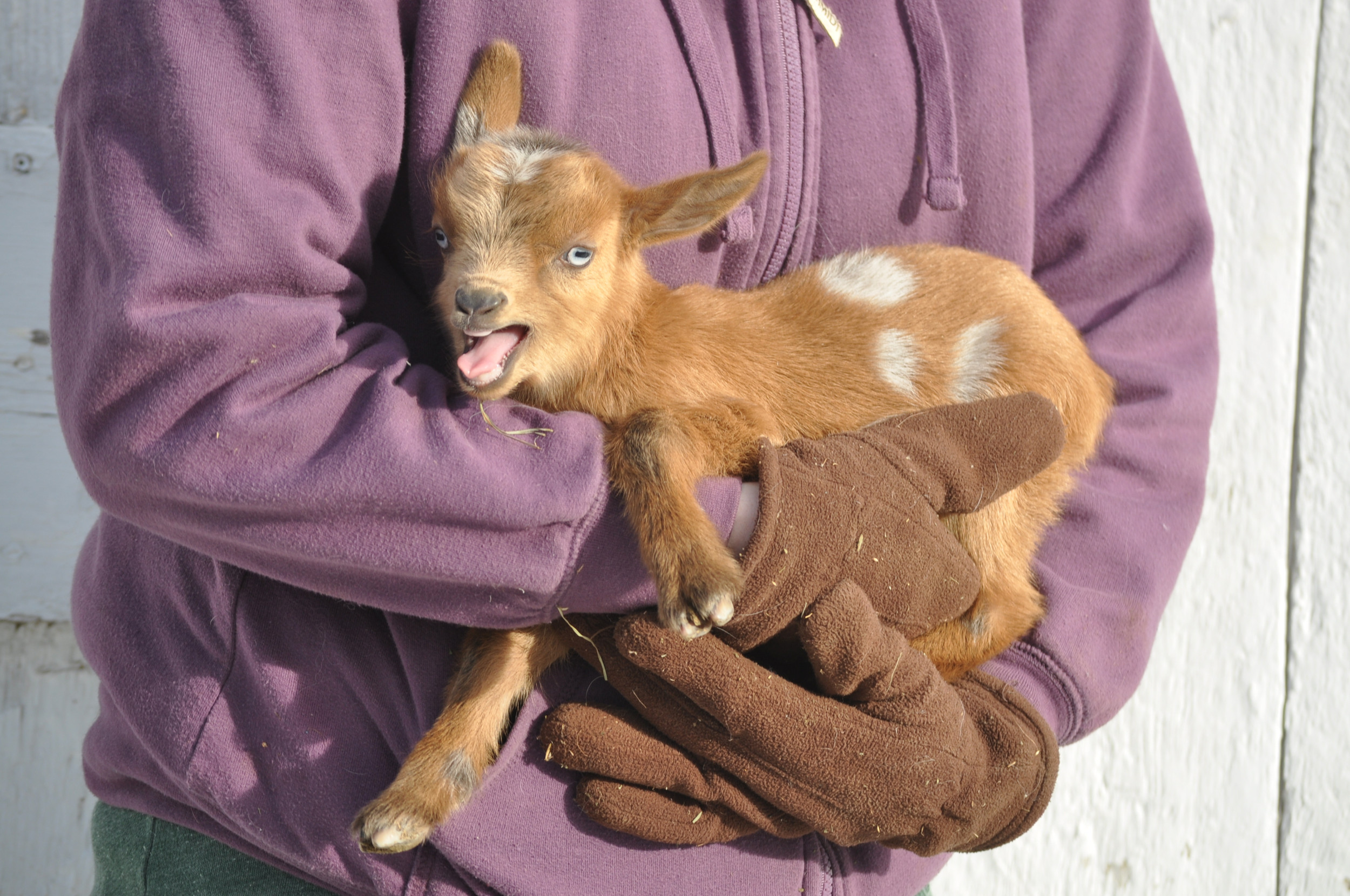 Willy Lump Lump Jovial Acres