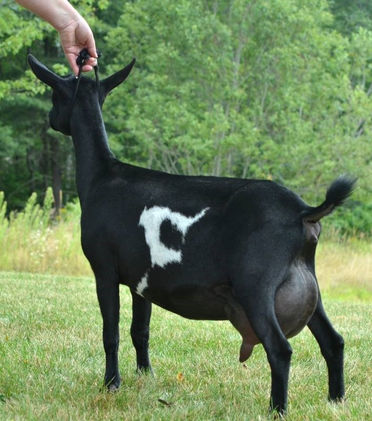 Old Mountain Farm Pamela Jean