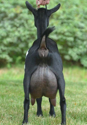 Old Mountain Farm Pamela Jean