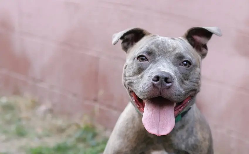 pit-bull-smile.webp