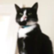 Finn