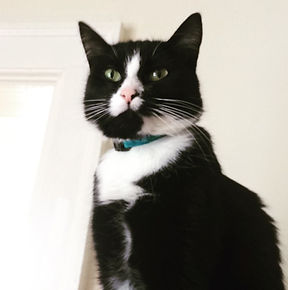 Finn