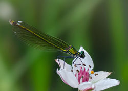 Świtezianka błyszcząca (ona)