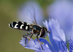 Bzyg i cykoria podróżnik