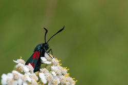 Kraśnik sześcioplamek