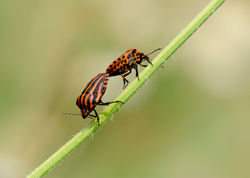 Strojnica baldaszkówna