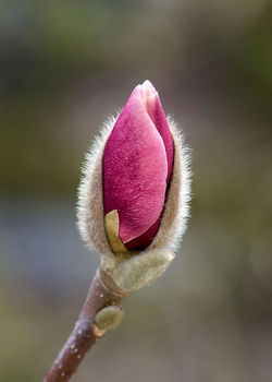 Magnolia pośrednia w pąku...