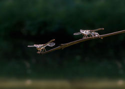 Szablak krwisty - samiczki