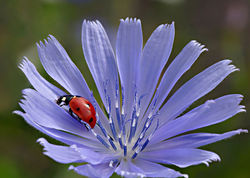 Biedronka i cykoria podróżnik