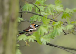 Grubodziób - samczyk