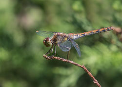 Szablak krwisty - samiczka