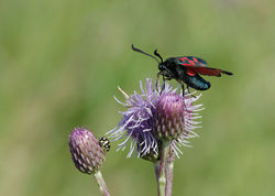 Kraśnik sześcioplamek i biedronka