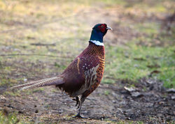 Bażant zwyczajny - on