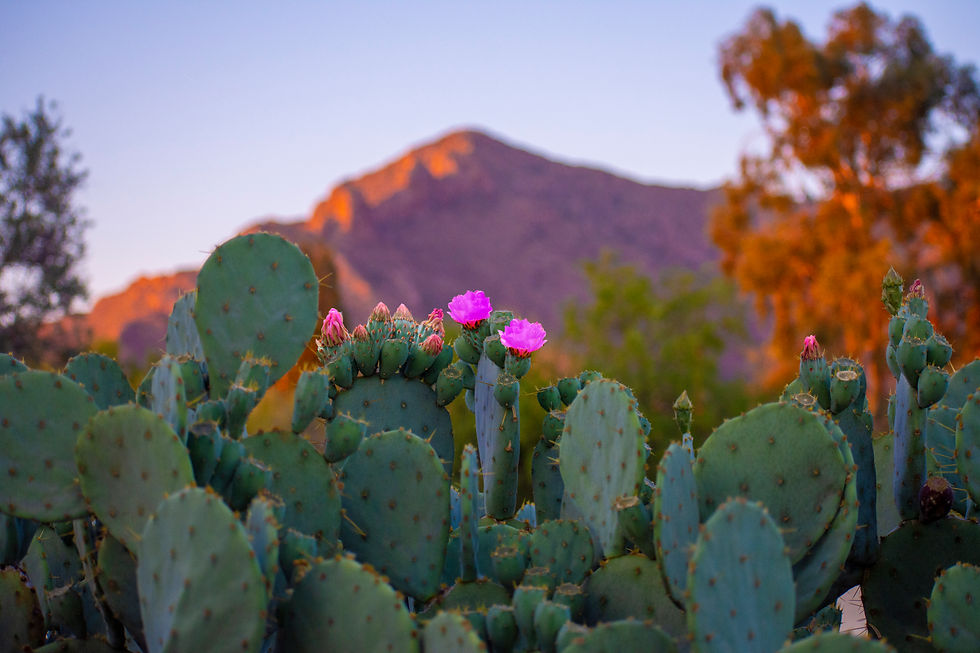 © Tuscon, AZ.