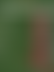 Horaris Festes de Nadal