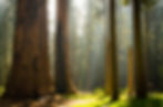 Sequoias shutterstock 129317633-huge.jpg