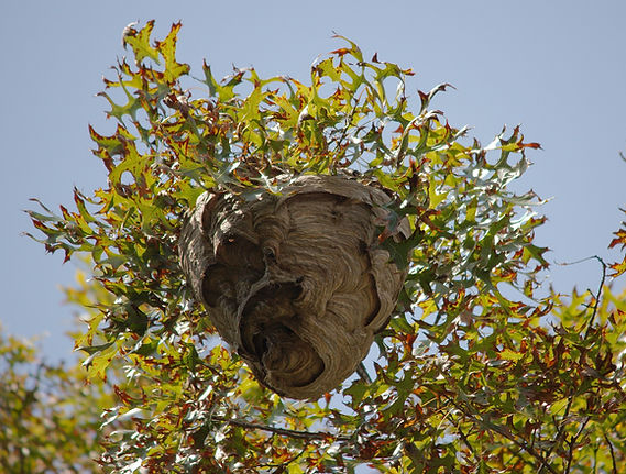 4me2design-nest-2698523_1920.jpg