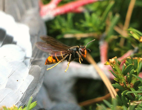 hornet-7486203_1280.jpg