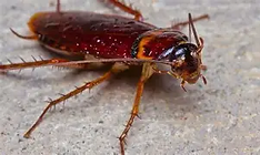 Adieu Nuisibles 13, Destructions de blattes / cafards