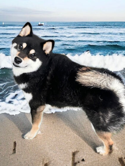 alt=" Black Tan Shiba Inu for sale in Oregon and California ">