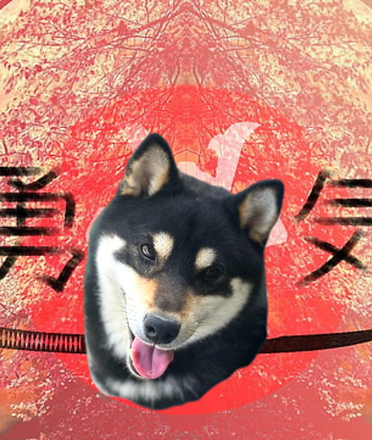 alt="A Very nice Black Tan Shiba Inu Mr Batta at Dakine Shiba Inus">