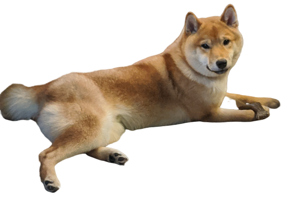 alt="AKC Shiba Inu"
