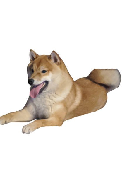 alt="Red Shiba Inu dog"