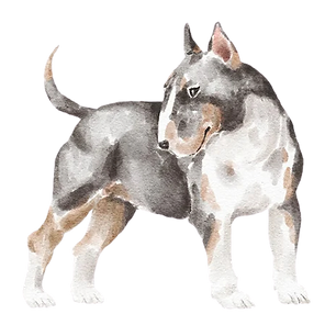 alt="miniature bull terrier puppies for sale in Oregon and California."