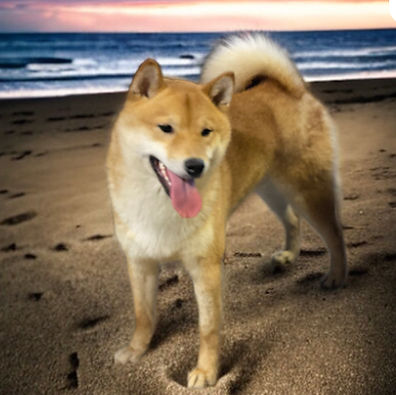 alt="Red Shiba Inu Dakine's Sachi a well bred Shiba Inu with top lines">