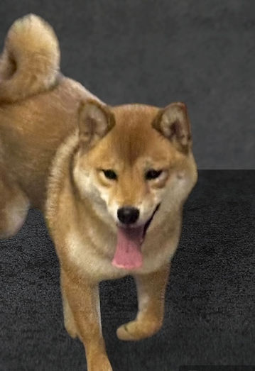 alt="red Shiba inus">