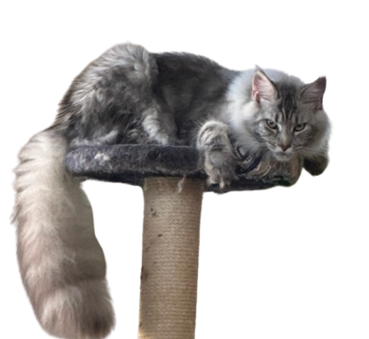  alt="Another lovely Maine Coon here in Oregon">