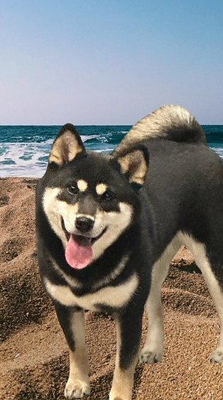 alt="Black Tan Shiba Inu on the beach in Southern California">