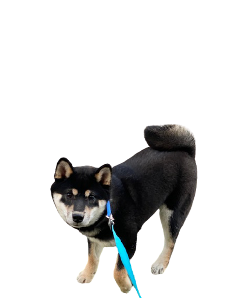 alt="Black Tan Shiba Inu's"