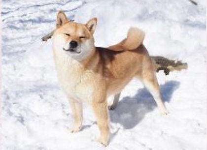 red shiba inu dog