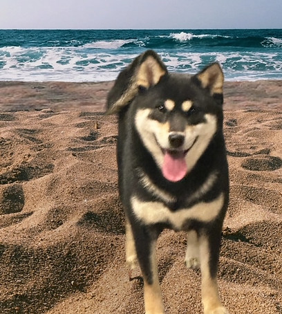 alt="black tan Shiba inus">