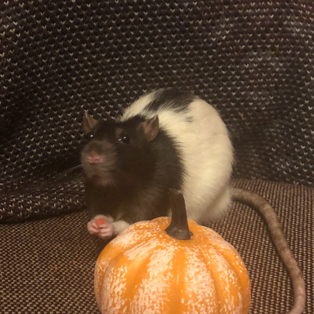 Pumpkin!