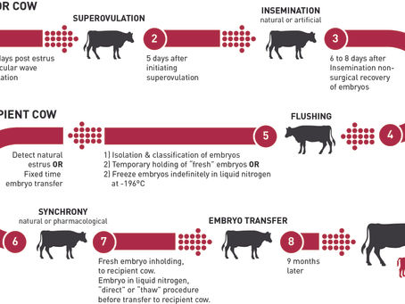 Embryo Transfer: A Diagram