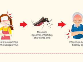 Infographic from nea.gov.sg showing how dengue spreads: A female Aedes mosquito bites an infected person, becomes infectious, and transmits the virus to others through subsequent bites.